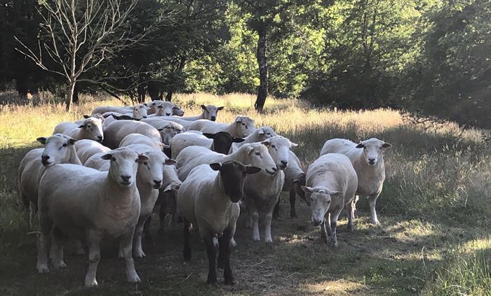we have a few sheep that help keep the grass in check. You'll meet them on your walk around.
